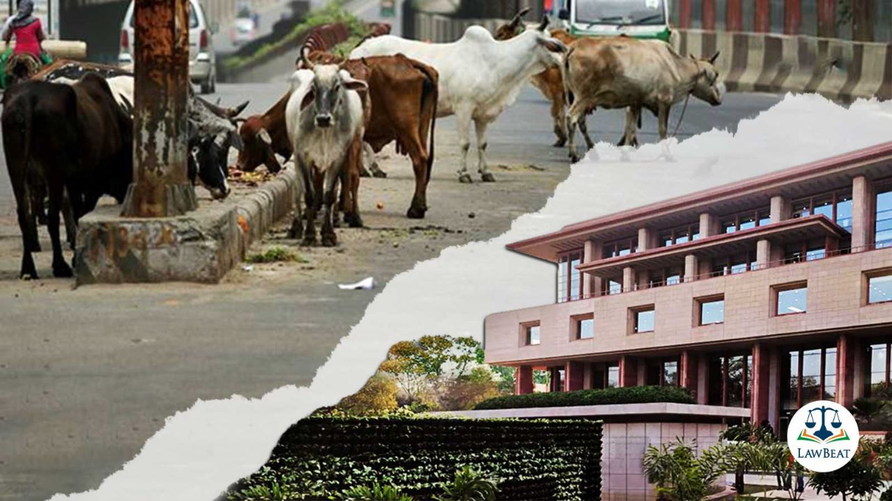 High Court slams Delhi Government over issue of cows roaming on city roads High Court slams Delhi Government over issue of cows roaming on city roads